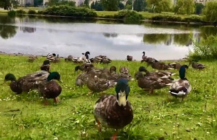 Ducks at pond