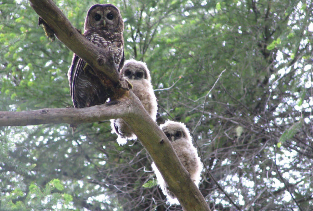 Northern spotted owl fledglings with adult, , USFWS National Digital Library